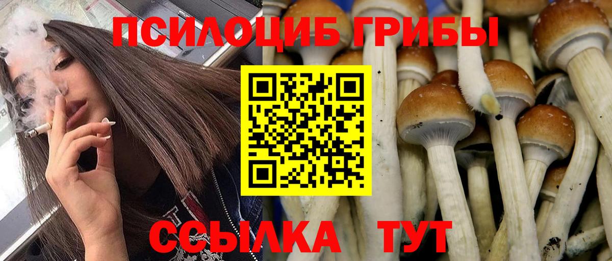 Киров  Псилоцибиновые грибы Psilocybine cubensis  Вход с VPN 
